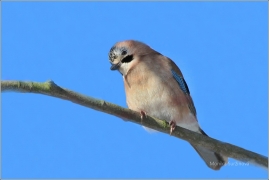 <p>SOJKA OBECNÁ (Garrulus glandarius) /Eurasian jay - Eichelhäher/</p>